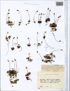 Saxifraga serpyllifolia, Siberia, Yakutia (S5) (Russia)