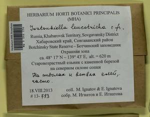 Iwatsukiella leucotricha (Mitt.) W.R. Buck & H.A. Crum, Bryophytes, Bryophytes - Russian Far East (excl. Chukotka & Kamchatka) (B20) (Russia)