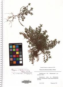 Thymus bashkiriensis Klokov & Des.-Shost., Eastern Europe, Eastern region (E10) (Russia)