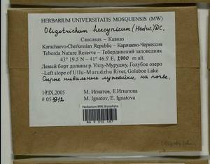 Oligotrichum hercynicum (Hedw.) DC., Bryophytes, Bryophytes - North Caucasus & Ciscaucasia (B12) (Russia)