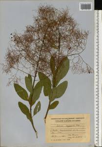 Cotinus coggygria Scop., Eastern Europe, Moldova (E13a) (Moldova)