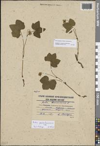 Rubus chamaemorus L., Siberia, Russian Far East (S6) (Russia)