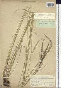 Poa alta Hitchc., Siberia, Russian Far East (S6) (Russia)