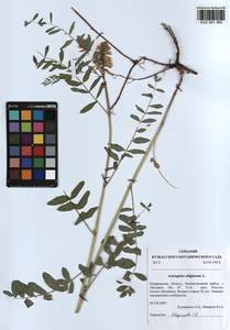 KUZ 001 360, Astragalus uliginosus L., Siberia, Altai & Sayany Mountains (S2) (Russia)