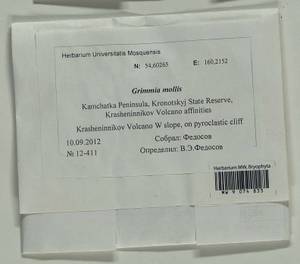 Grimmia mollis Bruch & Schimp., Bryophytes, Bryophytes - Chukotka & Kamchatka (B21) (Russia)