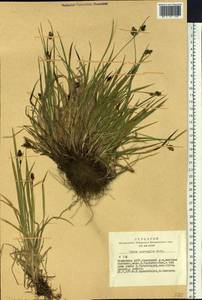 Carex norvegica Retz. , nom. cons., Siberia, Altai & Sayany Mountains (S2) (Russia)