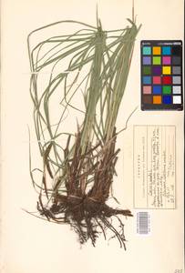 Carex acuta L., Eastern Europe, Moscow region (E4a) (Russia)