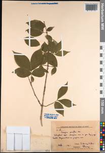 Euonymus verrucosus Scop., Siberia, Russian Far East (S6) (Russia)