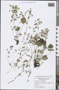 Potentilla humifusa Willd. ex D. F. K. Schltdl., Eastern Europe, Middle Volga region (E8) (Russia)