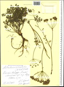 Astrodaucus orientalis (L.) Drude, Caucasus, Stavropol Krai, Karachay-Cherkessia & Kabardino-Balkaria (K1b) (Russia)