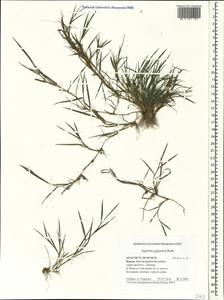 Agrostis gigantea Roth, Crimea (KRYM) (Russia)