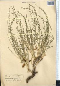 Astragalus olgae Bunge, Middle Asia, Pamir & Pamiro-Alai (M2)