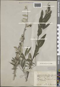 Elaeagnus angustifolia L., Caucasus, Dagestan (K2) (Russia)