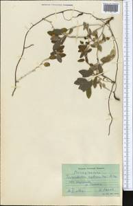 Tournefortia sogdiana (Bunge) Popov, Middle Asia, Syr-Darian deserts & Kyzylkum (M7) (Uzbekistan)