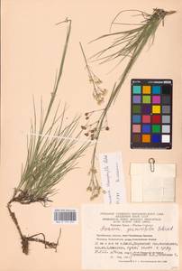 Eremogone saxatilis (L.) Ikonn., Eastern Europe, Eastern region (E10) (Russia)