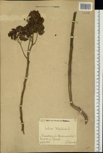 Hylotelephium telephium (L.) H. Ohba, Eastern Europe, Moscow region (E4a) (Russia)