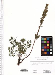 Artemisia latifolia Ledeb., Eastern Europe, Eastern region (E10) (Russia)