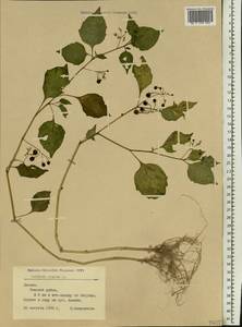 Solanum nigrum L., Eastern Europe, Latvia (E2b) (Latvia)