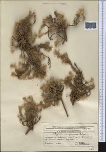 Polycnemum perenne Litv., Middle Asia, Western Tian Shan & Karatau (M3) (Kazakhstan)