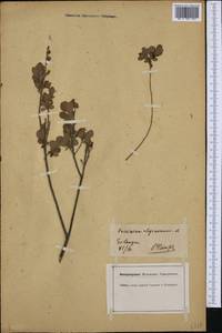 Vaccinium uliginosum L., Western Europe (EUR) (Germany)