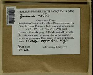 Grimmia mollis Bruch & Schimp., Bryophytes, Bryophytes - North Caucasus & Ciscaucasia (B12) (Russia)