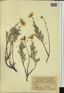 Chrysanthemum sinuatum Ledeb., Siberia, Altai & Sayany Mountains (S2) (Russia)