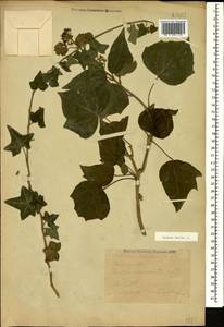Hedera helix L., Caucasus, Georgia (K4) (Georgia)