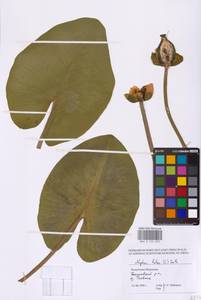 Nuphar lutea (L.) Sm., Eastern Europe, Middle Volga region (E8) (Russia)
