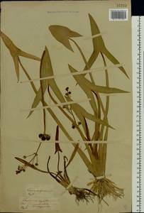 Sagittaria sagittifolia L., Eastern Europe, Central forest-and-steppe region (E6) (Russia)