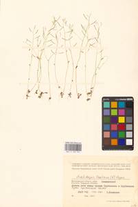 Arabidopsis thaliana (L.) Heynh., Eastern Europe, Lower Volga region (E9) (Russia)