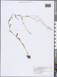 Myosotis arvensis (L.) Hill, Eastern Europe, Middle Volga region (E8) (Russia)