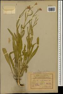 Fibigia suffruticosa (Vent.) Sweet, Caucasus, Azerbaijan (K6) (Azerbaijan)