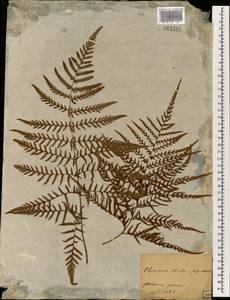 Dryopteris, South Asia, South Asia (Asia outside ex-Soviet states and Mongolia) (ASIA) (Japan)