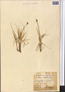 Carex pseudofoetida Kük., Middle Asia, Pamir & Pamiro-Alai (M2) (Tajikistan)