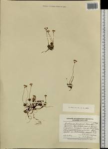 Androsace bungeana Schischk. & Bobrov, Siberia, Chukotka & Kamchatka (S7) (Russia)