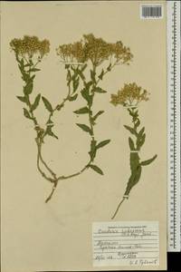 Lepidium appelianum Al-Shehbaz, Mongolia (MONG) (Mongolia)