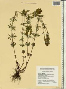 Veronica austriaca subsp. jacquinii (Baumg.) Watzl, Eastern Europe, Central forest-and-steppe region (E6) (Russia)