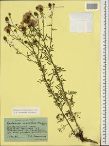 Centaurea stoebe subsp. stoebe, Caucasus, Stavropol Krai, Karachay-Cherkessia & Kabardino-Balkaria (K1b) (Russia)