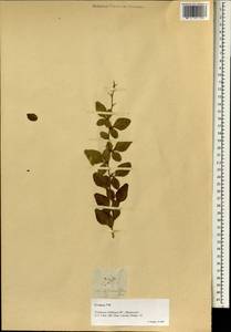 Triphasia trifolia (Burm. fil. ) P. Wilson, South Asia, South Asia (Asia outside ex-Soviet states and Mongolia) (ASIA) (Philippines)