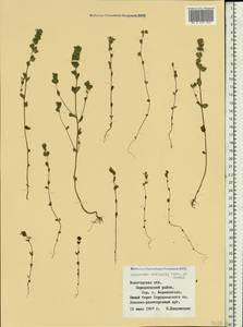 Euphrasia ×vernalis List, Eastern Europe, Northern region (E1) (Russia)