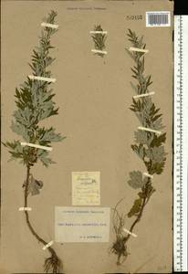 Artemisia vulgaris L., Eastern Europe, South Ukrainian region (E12) (Ukraine)