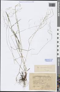 Poa nemoralis L., Siberia, Altai & Sayany Mountains (S2) (Russia)