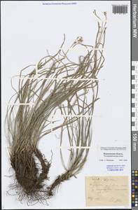 Carex rhizina Blytt ex Lindblom, Eastern Europe, Central forest-and-steppe region (E6) (Russia)