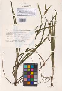 Sparganium natans L., Eastern Europe, Western region (E3) (Russia)