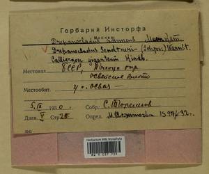 Drepanocladus sendtneri (Schimp. ex H. Müll.) Warnst., Bryophytes, Bryophytes - Belarus (B2) (Belarus)