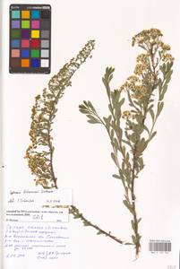 Spiraea crenata L., Eastern Europe, Central forest-and-steppe region (E6) (Russia)