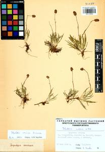Tofieldia coccinea Richardson, Siberia, Baikal & Transbaikal region (S4) (Russia)