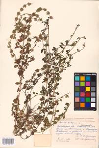 MHA 0 158 442, Mentha pulegium L., Eastern Europe, West Ukrainian region (E13) (Ukraine)