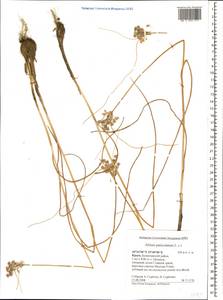 Allium paniculatum L., Crimea (KRYM) (Russia)