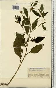 Carpesium cernuum L., Caucasus, Stavropol Krai, Karachay-Cherkessia & Kabardino-Balkaria (K1b) (Russia)
